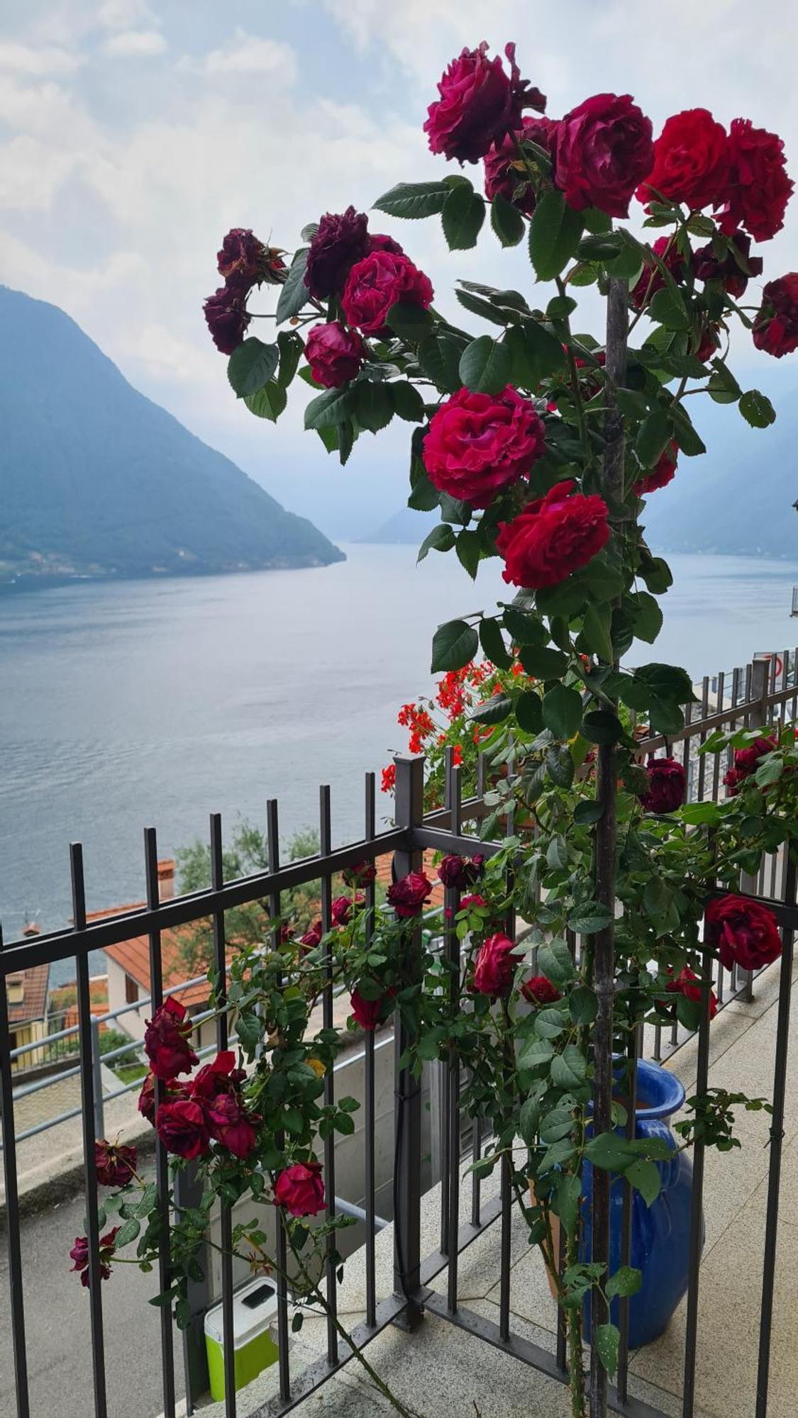 Colonno Panoramica Lago Di Como ภายนอก รูปภาพ